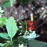 Koristemansikka