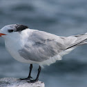 Royal Tern