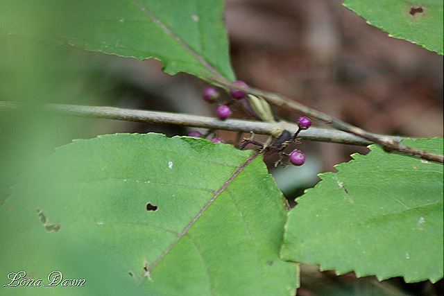 [Callicarpa_PurpleBeautyBerry_Profusion%255B9%255D.jpg]