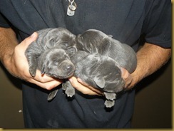Pups