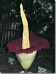 titan-arum-flower-amorphophallus