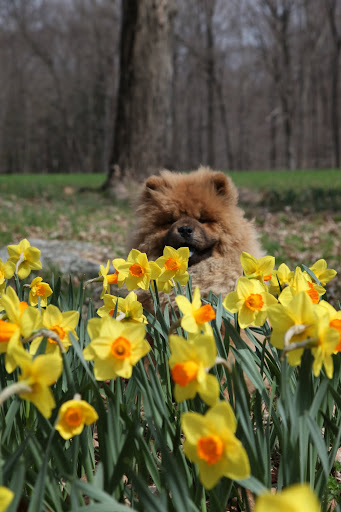 These yellow and orange daffodils are so pretty.