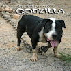 godzilla_web.jpg
