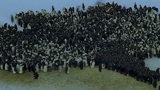 Pinguin (5).jpg Pinguin (5).jpg
