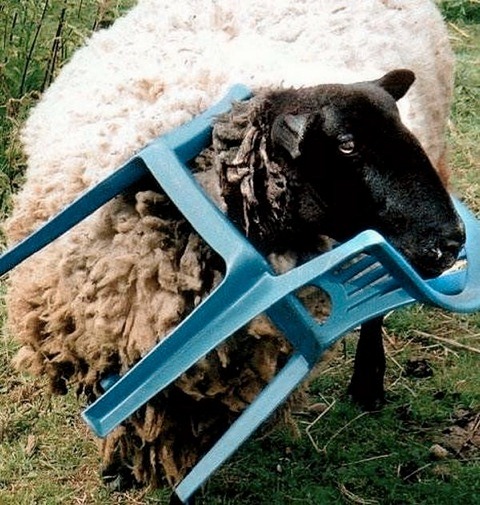 [animales%2520con%2520problemas%2520%25285%2529%255B2%255D.jpg]