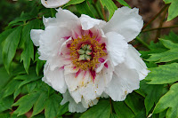 2014 április 26 Kámoni arborétum Paeonia suffruticosa fás bazsarózsa (17).jpg