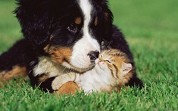 Kitten and puppy on lawn