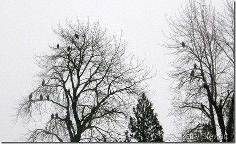 Eagle trees