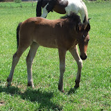 veulenszomer2011 008.jpg