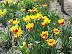 Mt Vernon in Spring