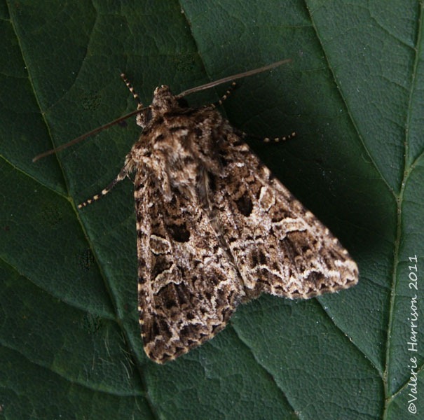 [Lychnis%255B2%255D.jpg]