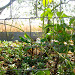 The garden area, with pumpkin and other vegetables. I've seen fencing like this made by hand in Swaziland.