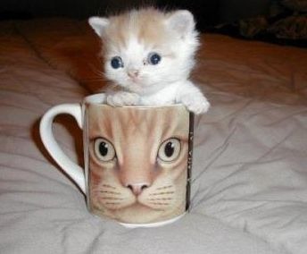 [cute_kitten_cup%255B4%255D.jpg]
