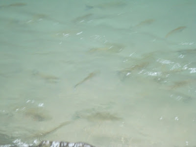 As soon as the swimmers were out of the water, the fish came back.