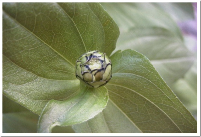 Zinnia bud Zinnia bud