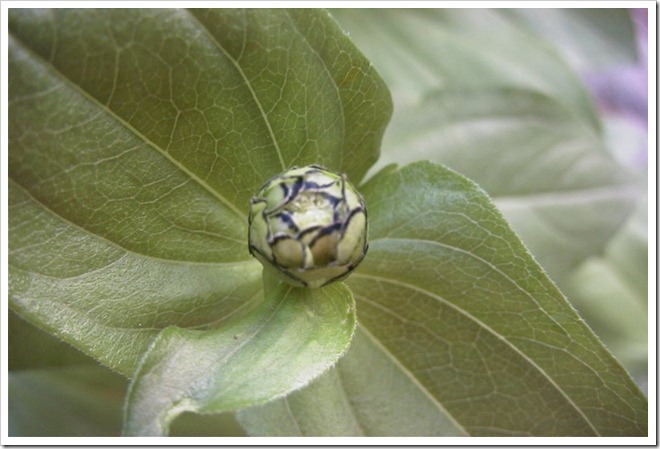 Zinnia bud