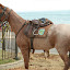 A rather malnourished Police horse!