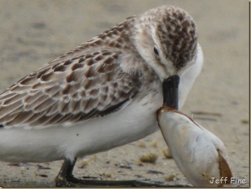 sandpiper with clam stuck_016