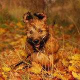 Abi - DSC_0017.jpg