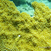  Snorkel Buck Island Reef 