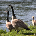 The local wildlife watching is pretty close up.  In fact we would appreciate it if you chase them back in the river.