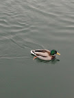 Even the ducks in Switzerland are more beautiful! This one had the most gorgeous emerald green coloring.