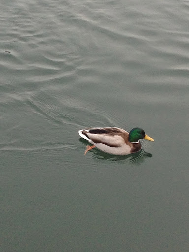 Even the ducks in Switzerland are more beautiful! This one had the most gorgeous emerald green coloring.