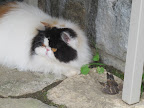 Oh, quit your yammering!  Can't a cat eat in peace?