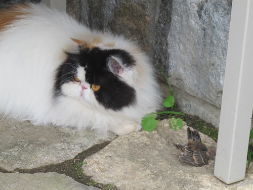 Oh, quit your yammering!  Can't a cat eat in peace?