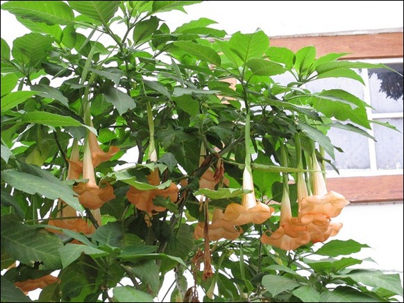 Angel Trumpet