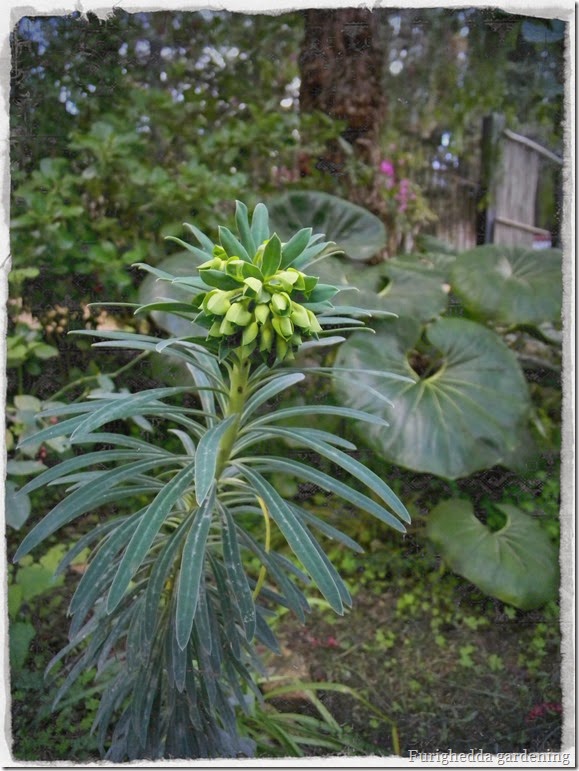 Euphorbia characias fioritura invernale, dry garden