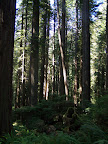 california_sequoia