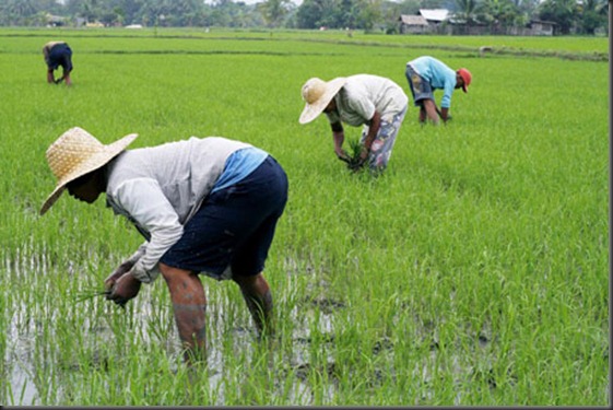 philippine-rice-farmers