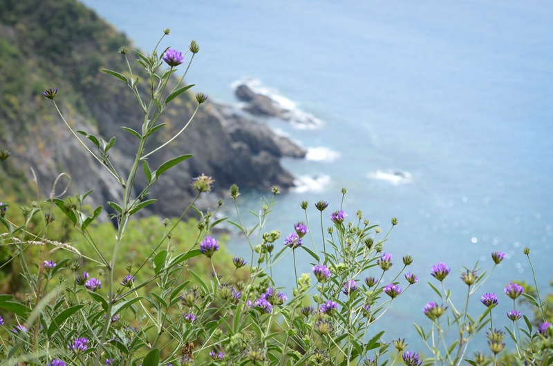 corniglia walk flowers