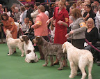 Spinoni Italiani in the ring