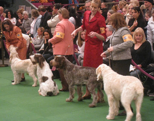 Spinoni Italiani in the ring