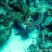 nurseshark_porcupine.jpg