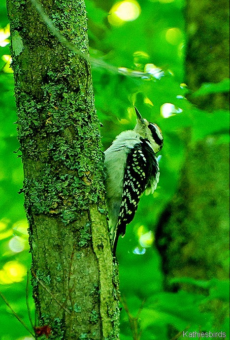 11. hairy woodpecker-kab