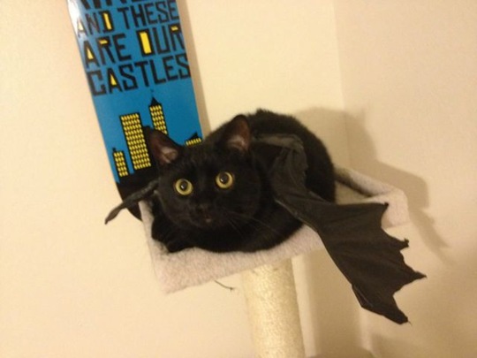 [funny-animals-cute-11%255B2%255D.jpg]
