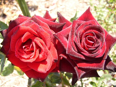 Google Images Roses