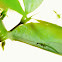 Green lacewing