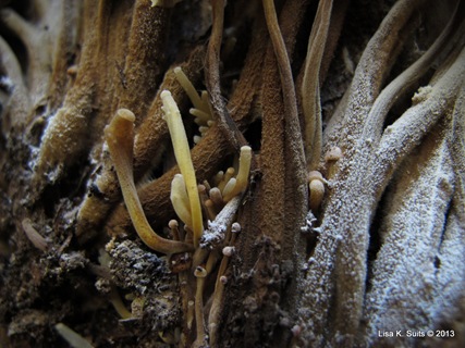 very young velvet foot