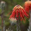 IMG_9734N2.JPG