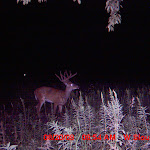 nichols deer 026.JPG