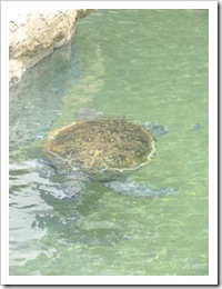 Florida vacation Sea World turtle swimming