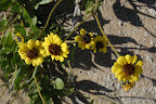 Ruta Costera Desierto Atacama
