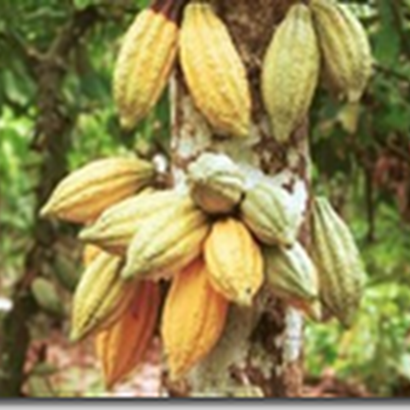 Ekspor Kakao Lampung Turun 14,37 Persen