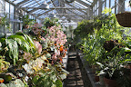 During the winter months, the plants will flower, but compared to the extravagant foliage, the blooms are modest. During the winter months, the plants will flower, but compared to the extravagant foliage, the blooms are modest.