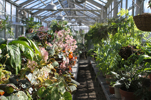 During the winter months, the plants will flower, but compared to the extravagant foliage, the blooms are modest. During the winter months, the plants will flower, but compared to the extravagant foliage, the blooms are modest.