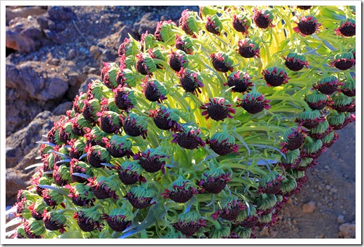 130710_Haleakala_silversword_038